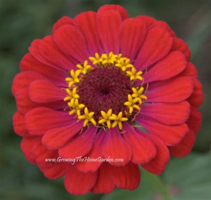  Zinnia: Une Exploration Captivante des Nuances Chromatiques du Jardin